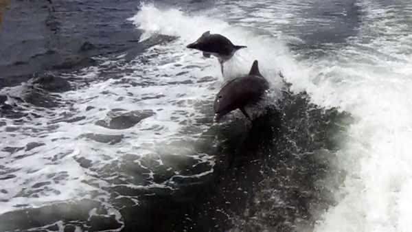 dolphins surfing the wake